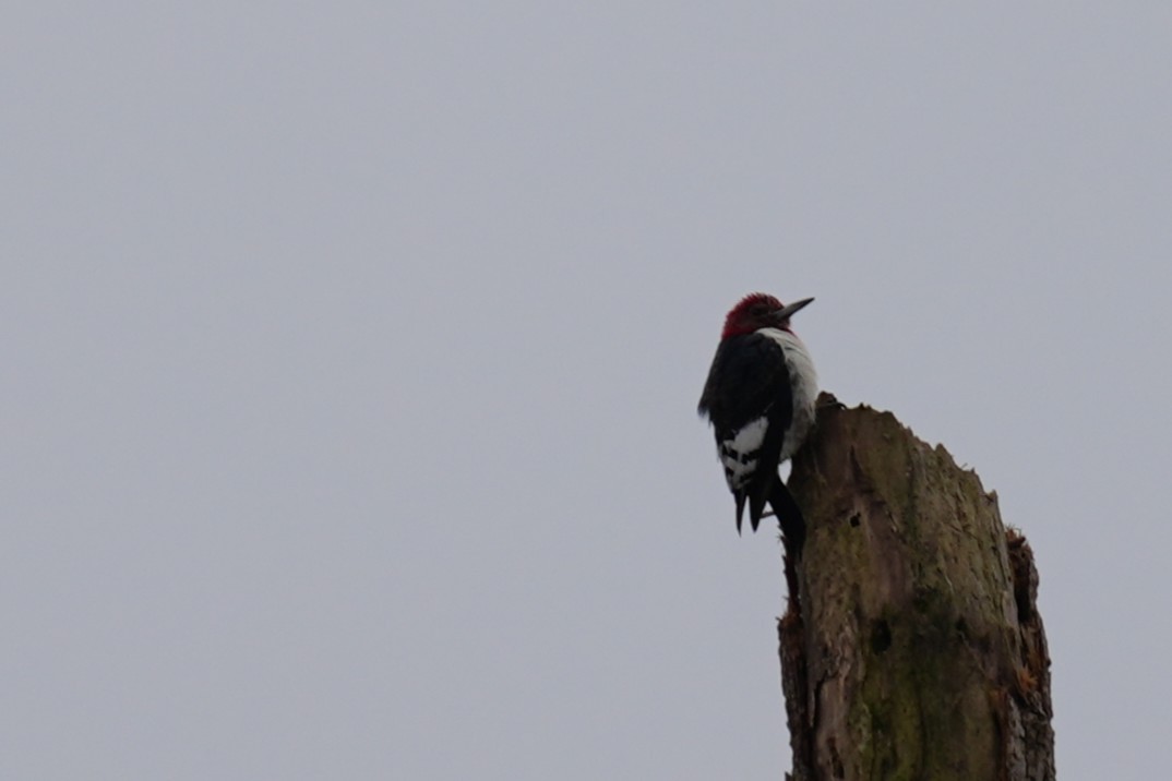Red-headed Woodpecker - ML646531005