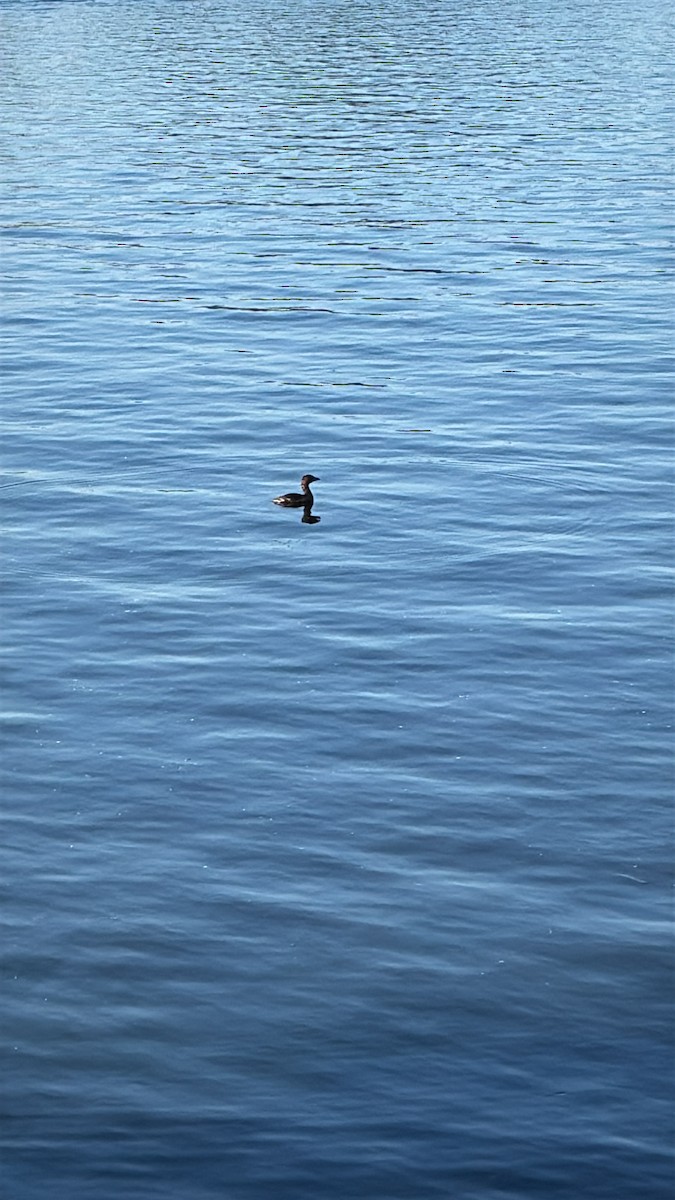 Pied-billed Grebe - ML646531009