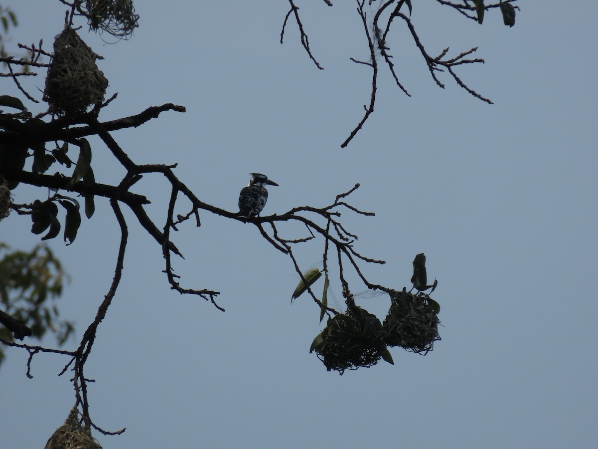Pied Kingfisher - ML646531011
