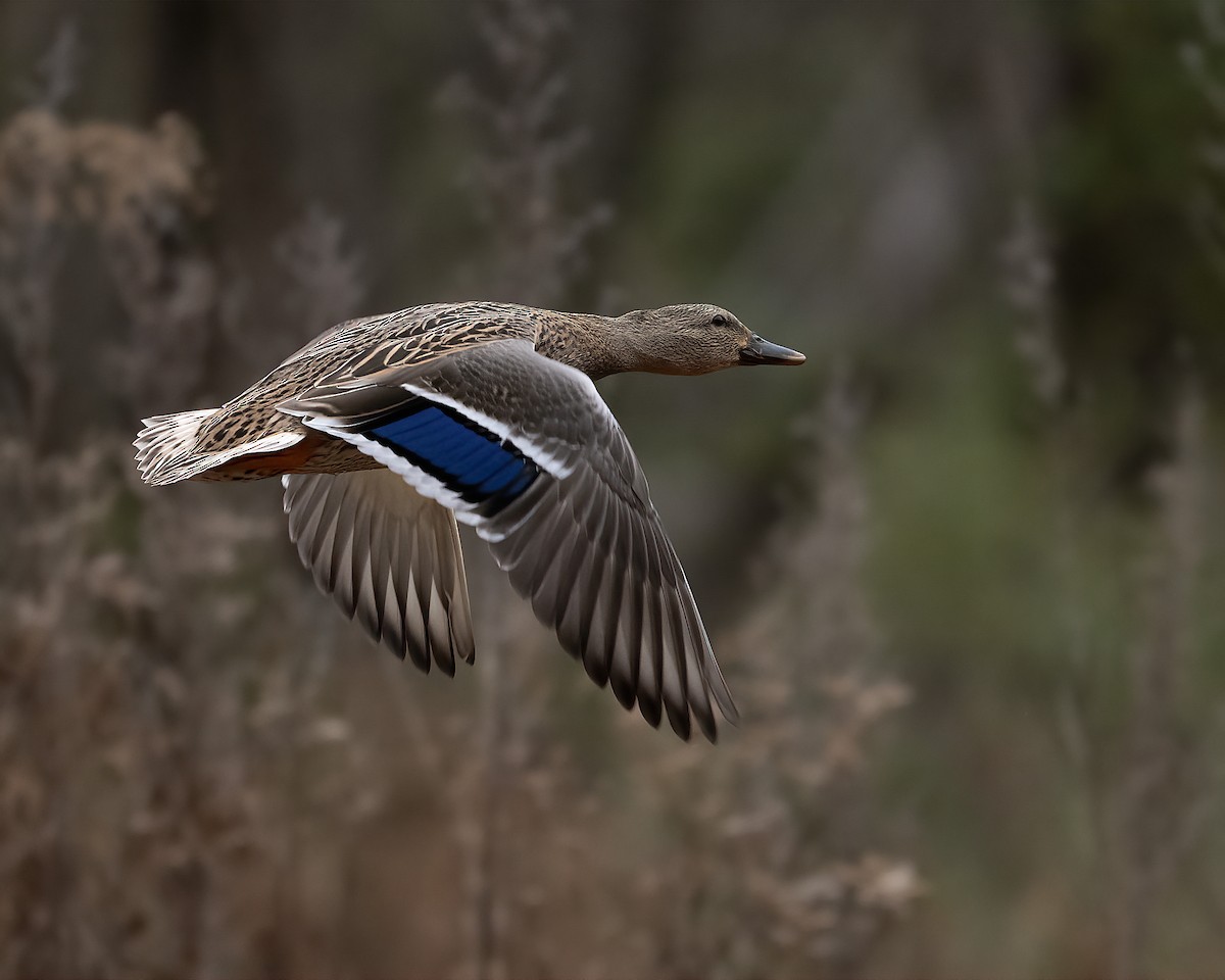 Mallard - ML646531015