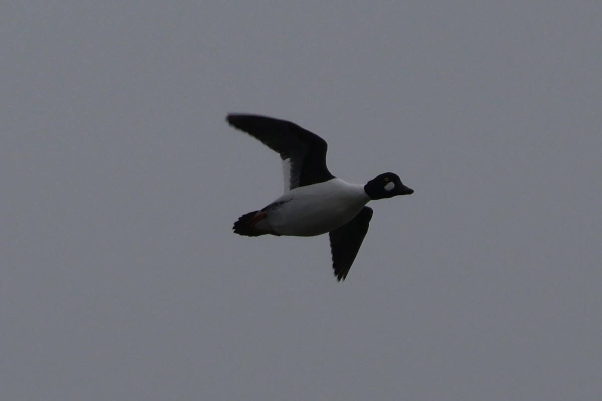 Common Goldeneye - ML646531016