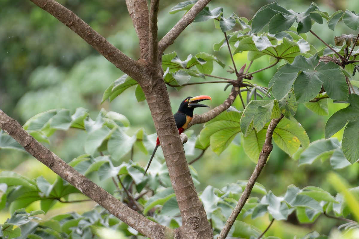Fiery-billed Aracari - ML646531019