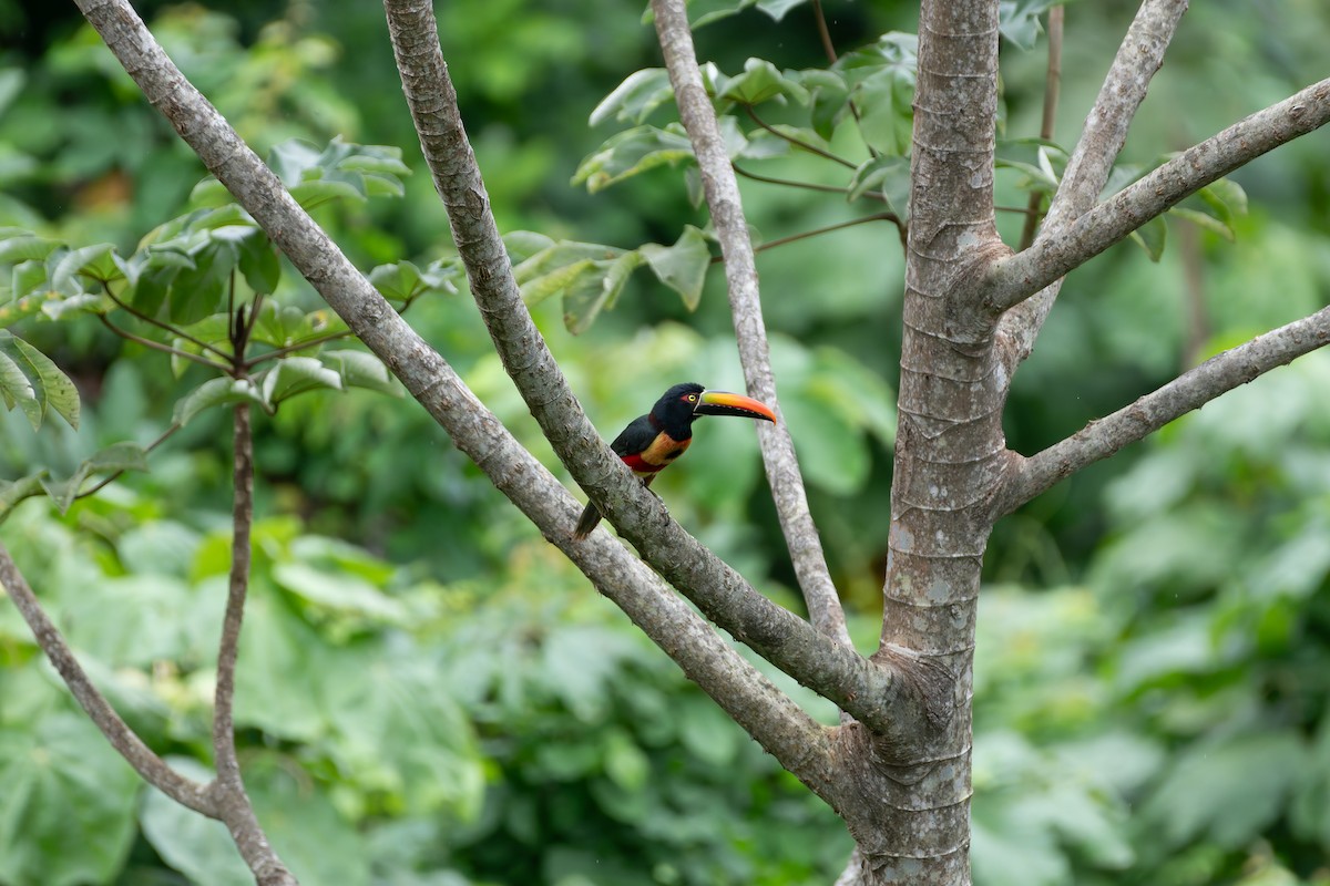 Fiery-billed Aracari - ML646531020