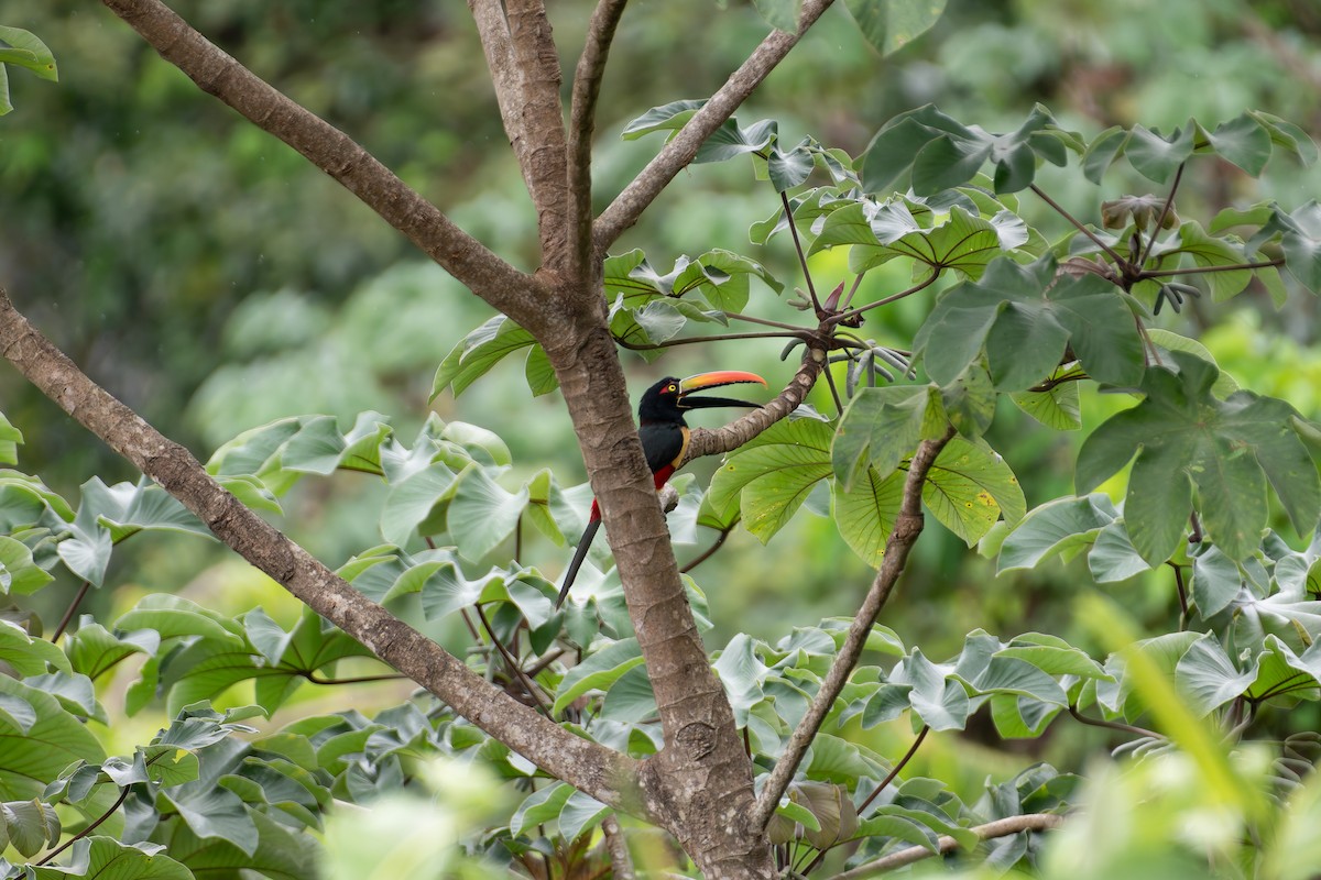 Fiery-billed Aracari - ML646531021