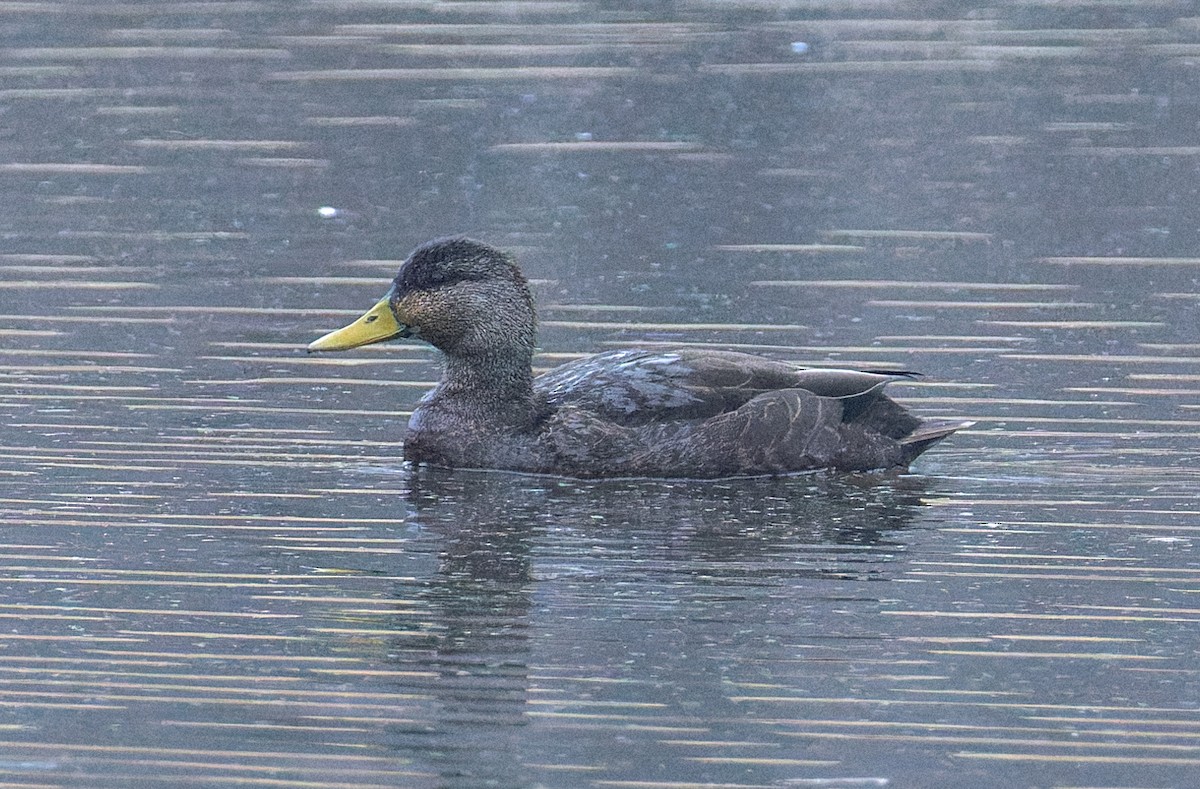 Ahate iluna - ML646531022