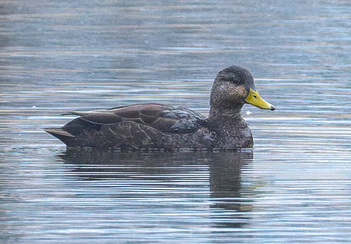 Ahate iluna - ML646531023