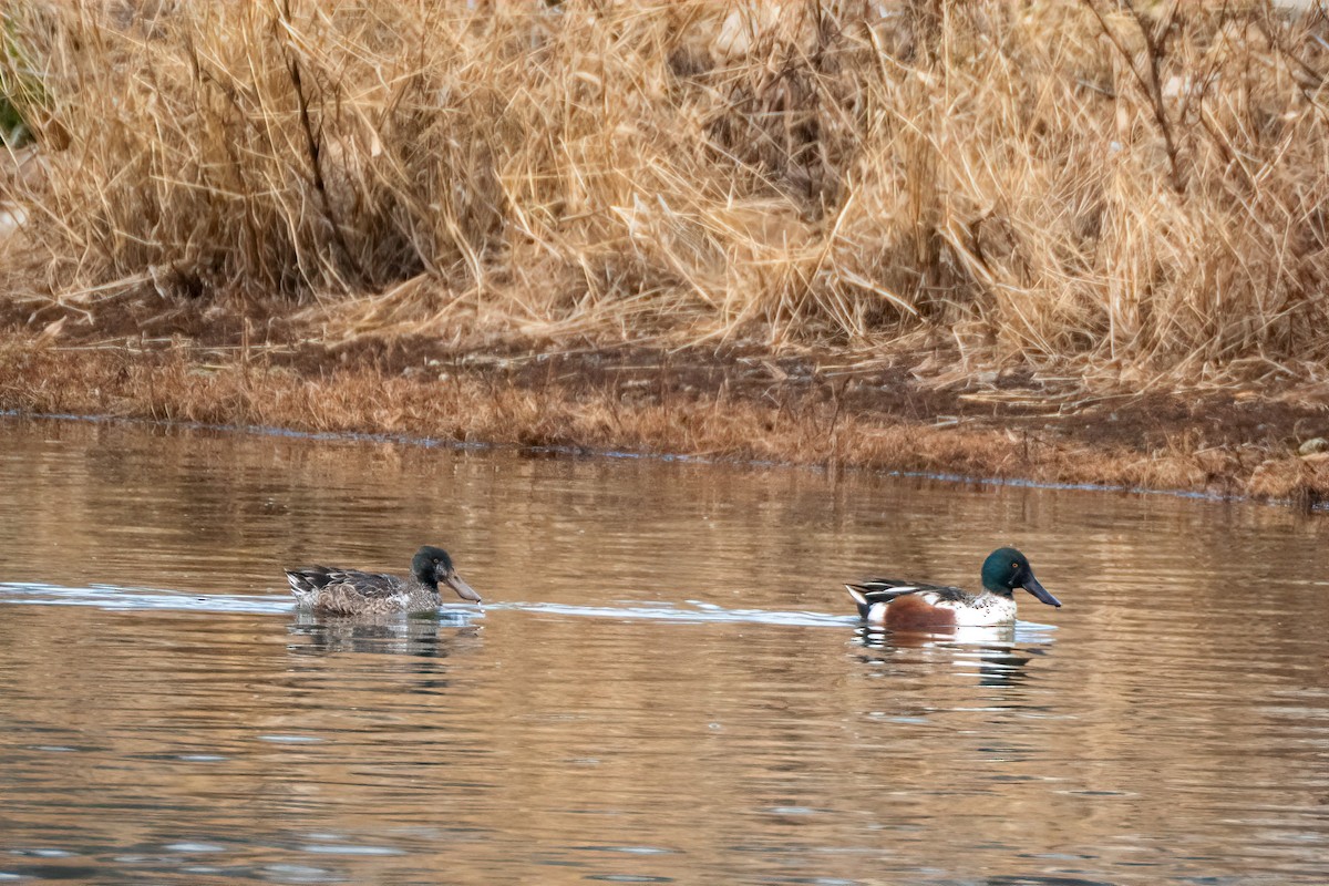 Northern Shoveler - ML646531025