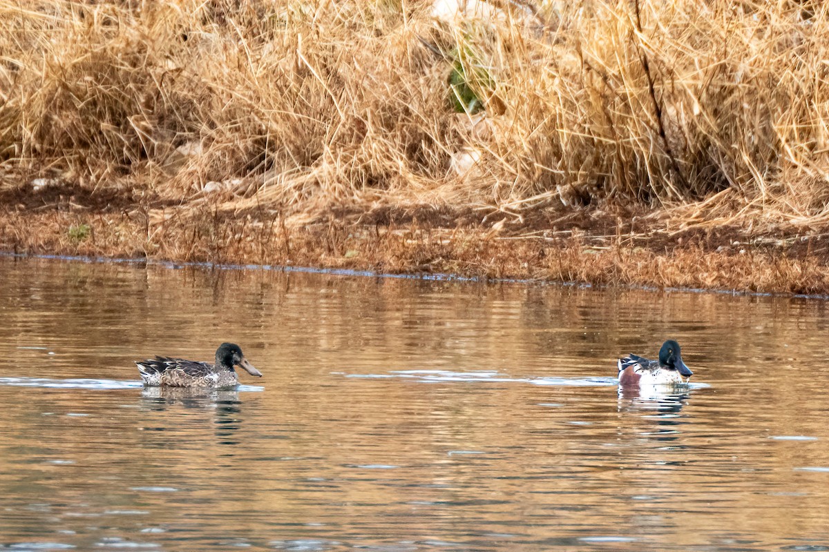 Northern Shoveler - ML646531026