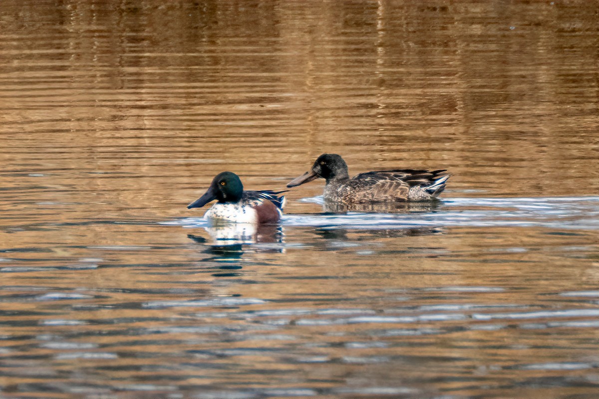 Northern Shoveler - ML646531027