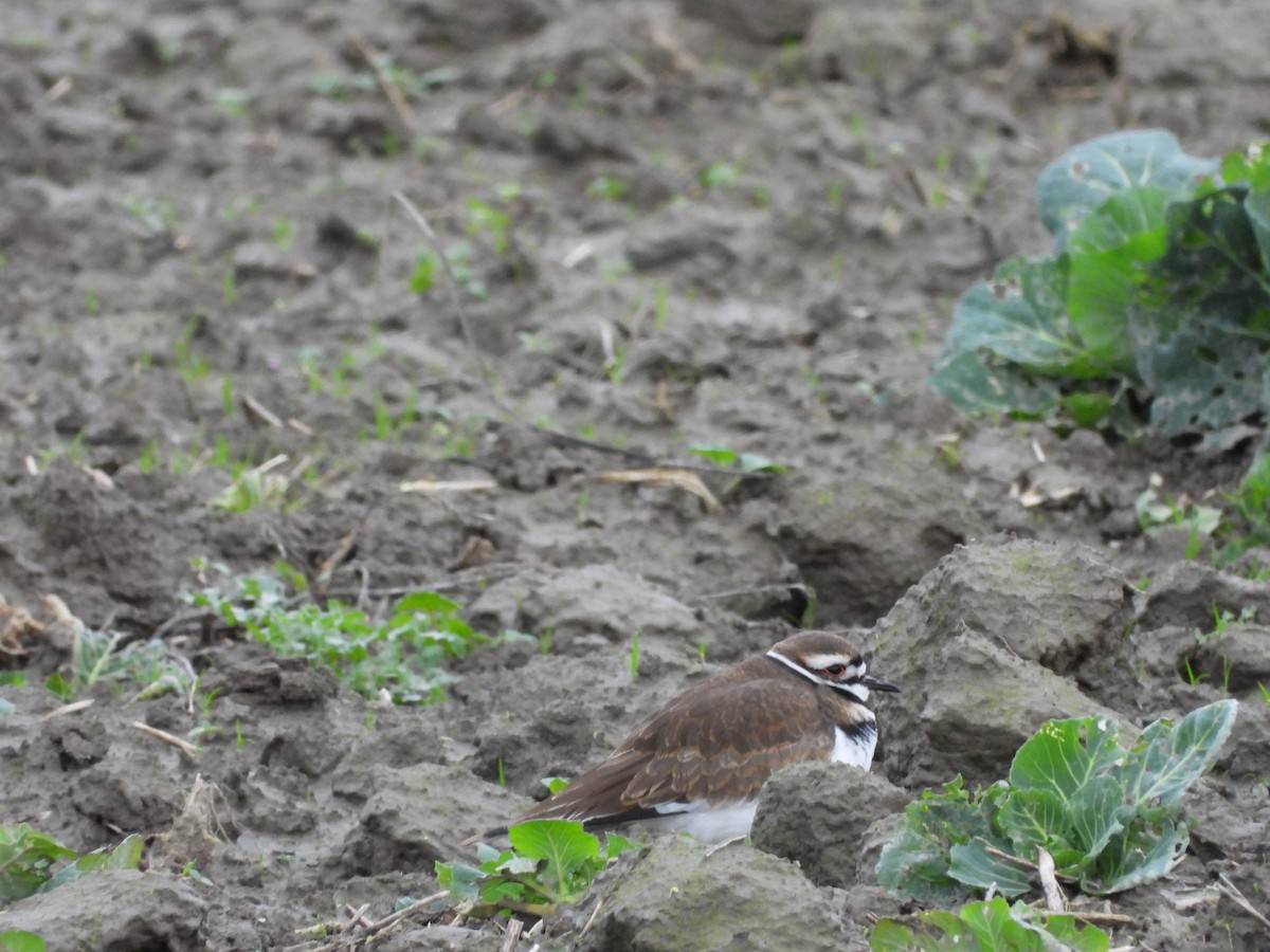 Killdeer - ML646531028