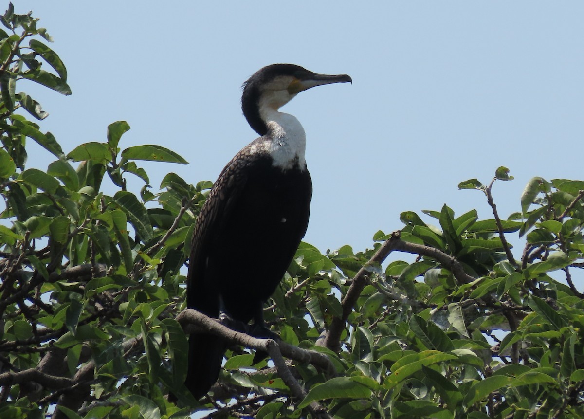 Great Cormorant - ML646531029