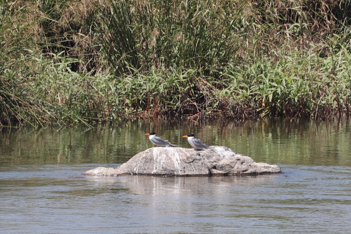 River Tern - ML646531030
