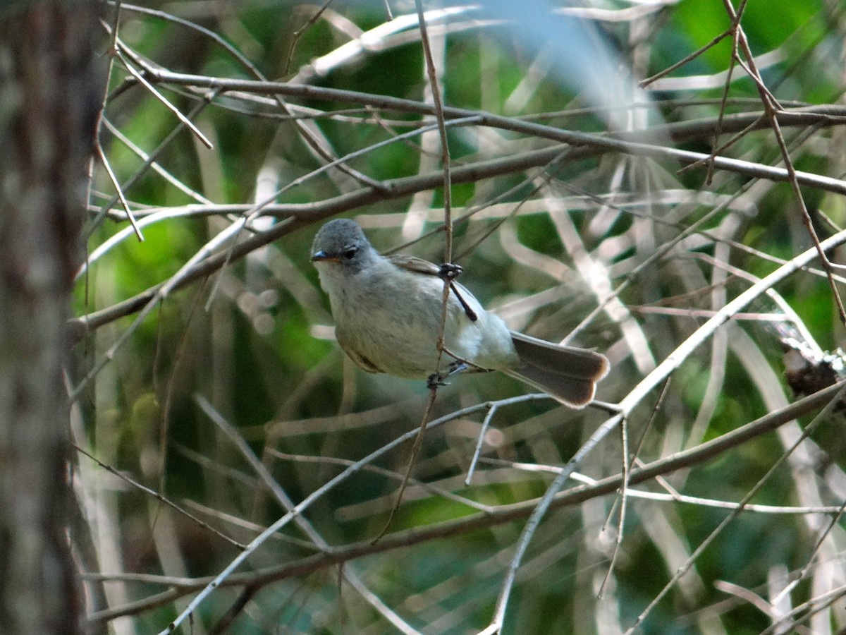 Southern Beardless-Tyrannulet - ML646531031