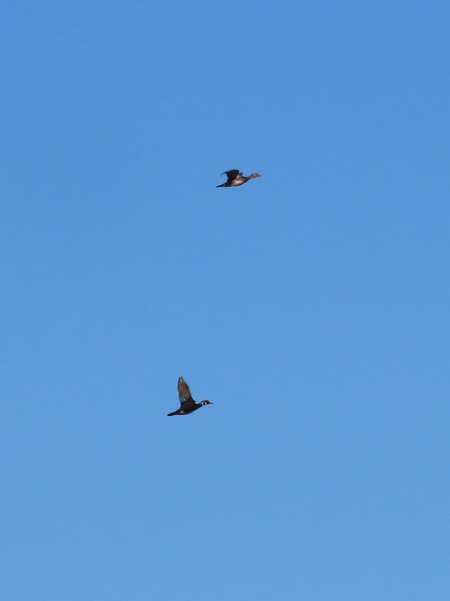 Wood Duck - ML646531032