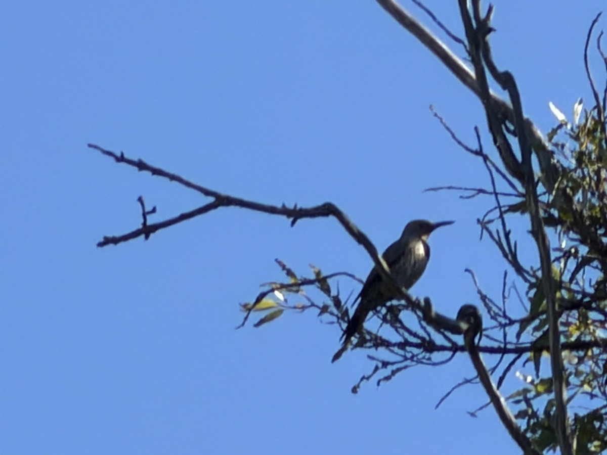 Northern Flicker - ML646531034
