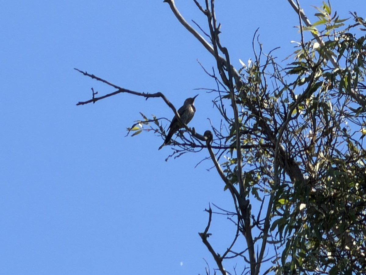 Northern Flicker - ML646531035