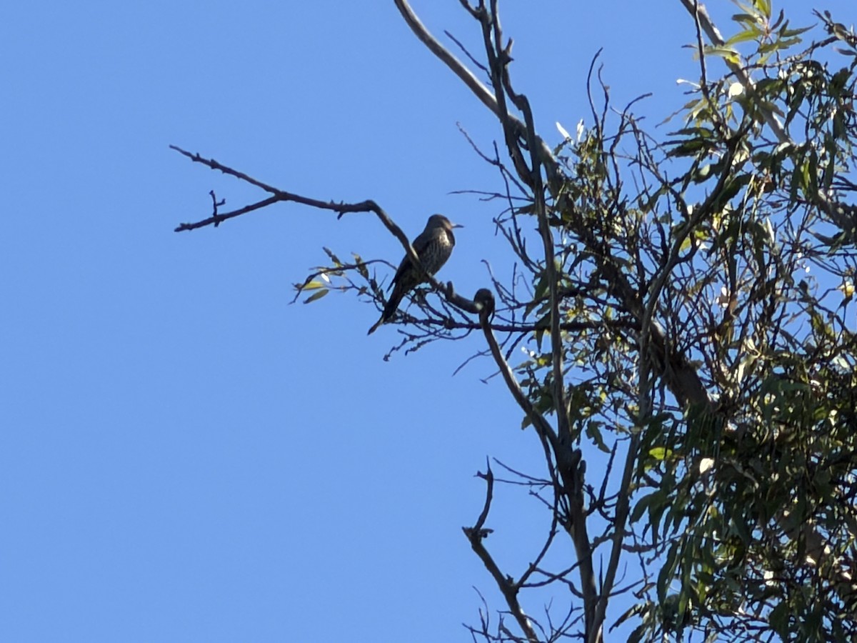 Northern Flicker - ML646531036
