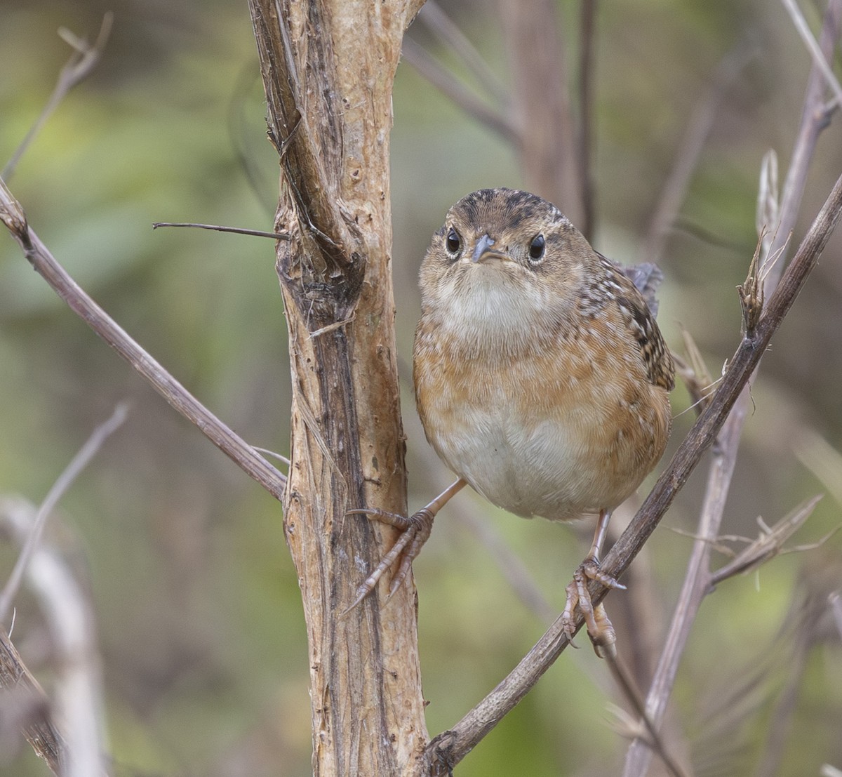 Sedge Wren - ML646531037