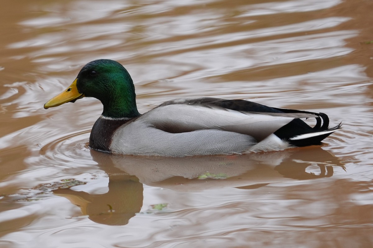 Mallard - ML646531038