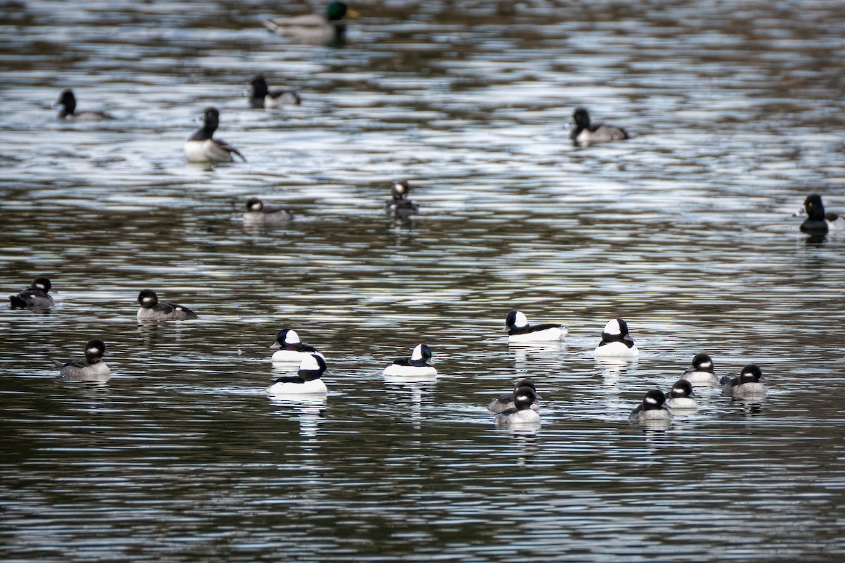 Bufflehead - ML646531039