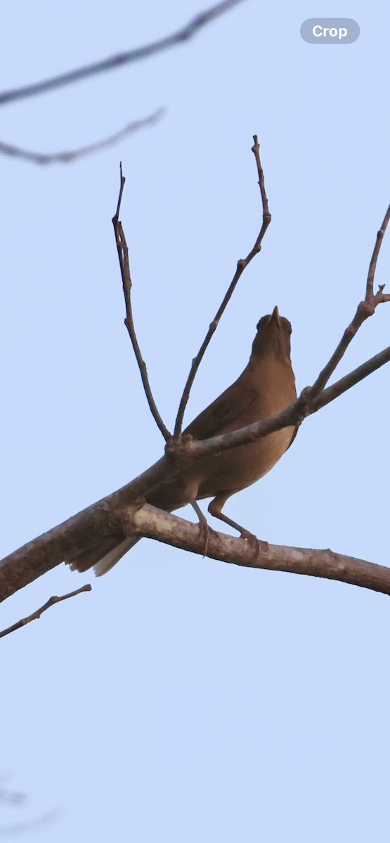 Clay-colored Thrush - ML646531040