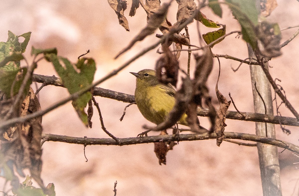 Orange-crowned Warbler - ML646531045