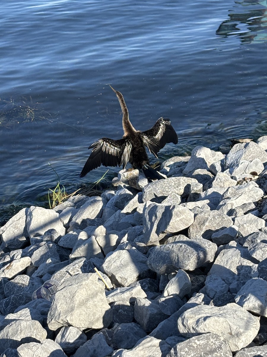 Anhinga - ML646531047