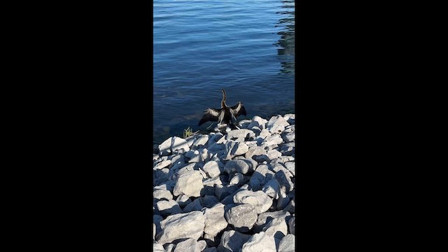 Anhinga - ML646531048