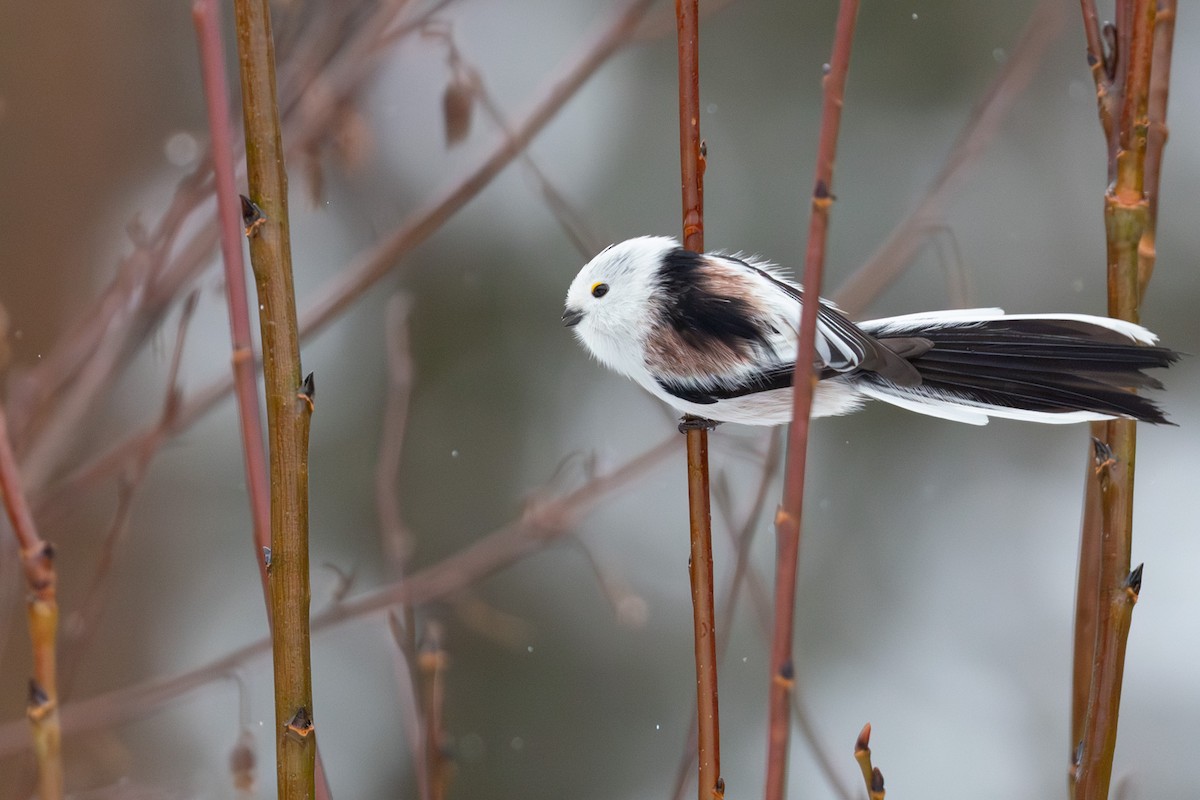 Long-tailed Tit - ML646531050