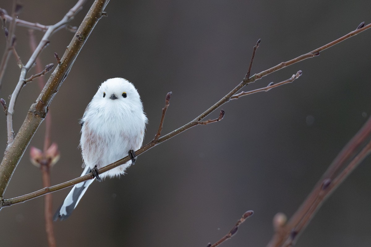 Long-tailed Tit - ML646531051
