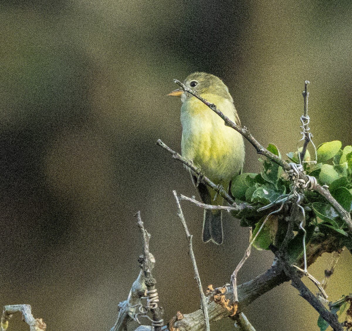 Western Tanager - ML646531052