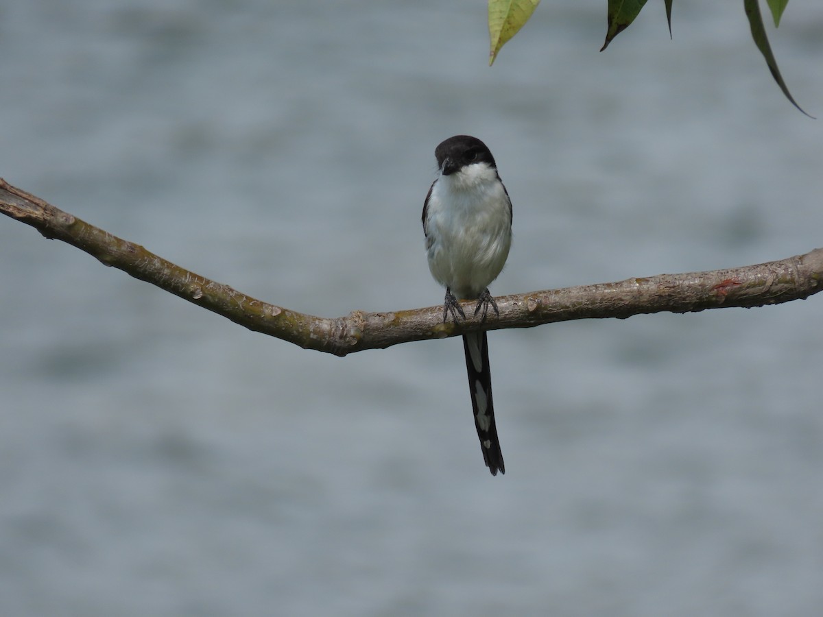 Northern Fiscal - ML646531053