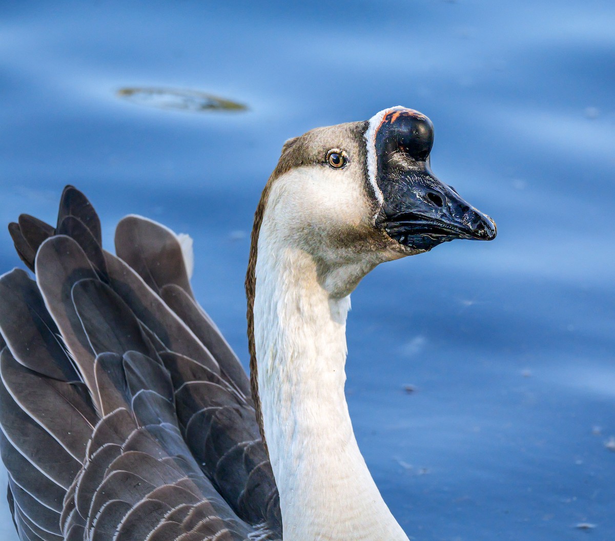 Swan Goose (Domestic type) - ML646531054