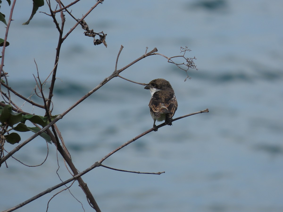 Northern Fiscal - ML646531055