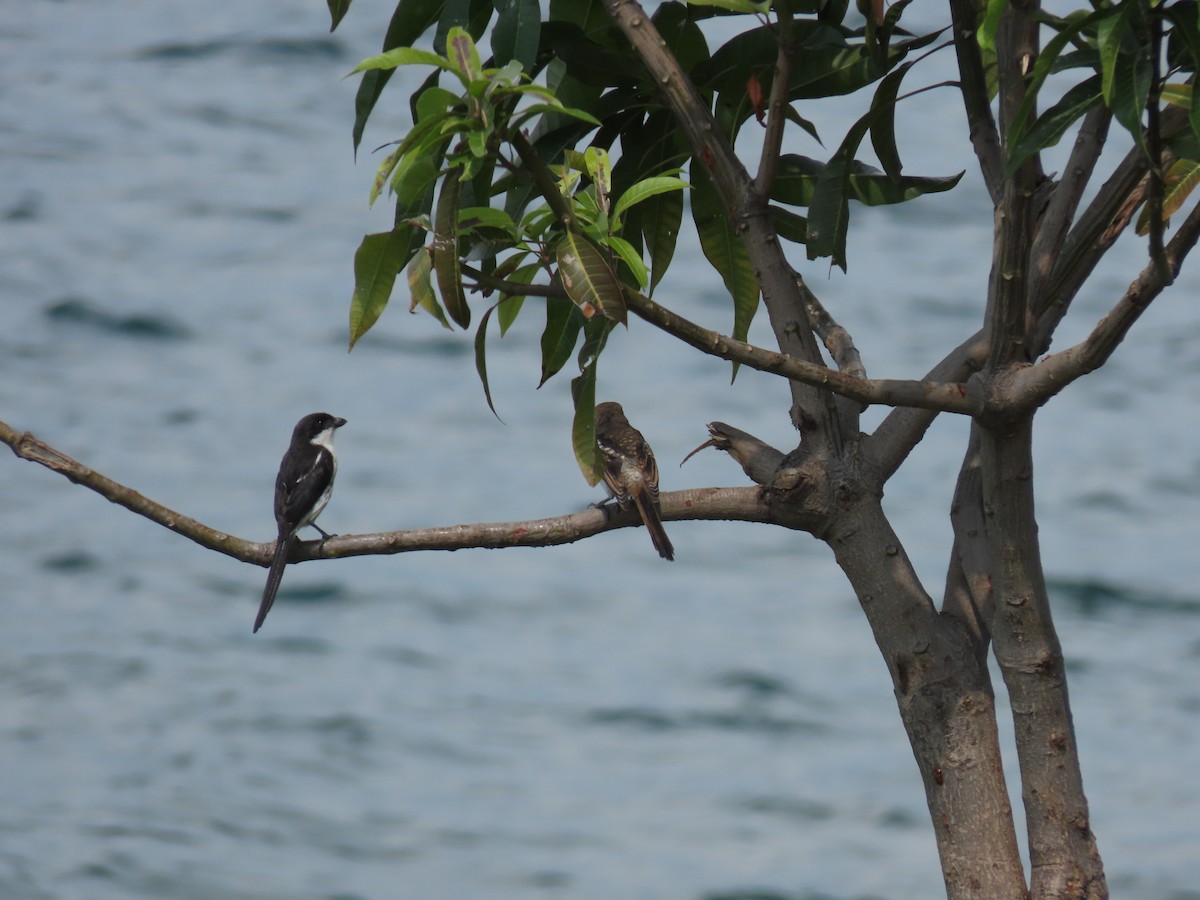 Northern Fiscal - ML646531056