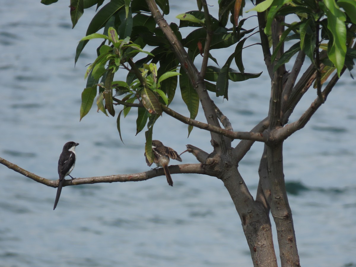 Northern Fiscal - ML646531057