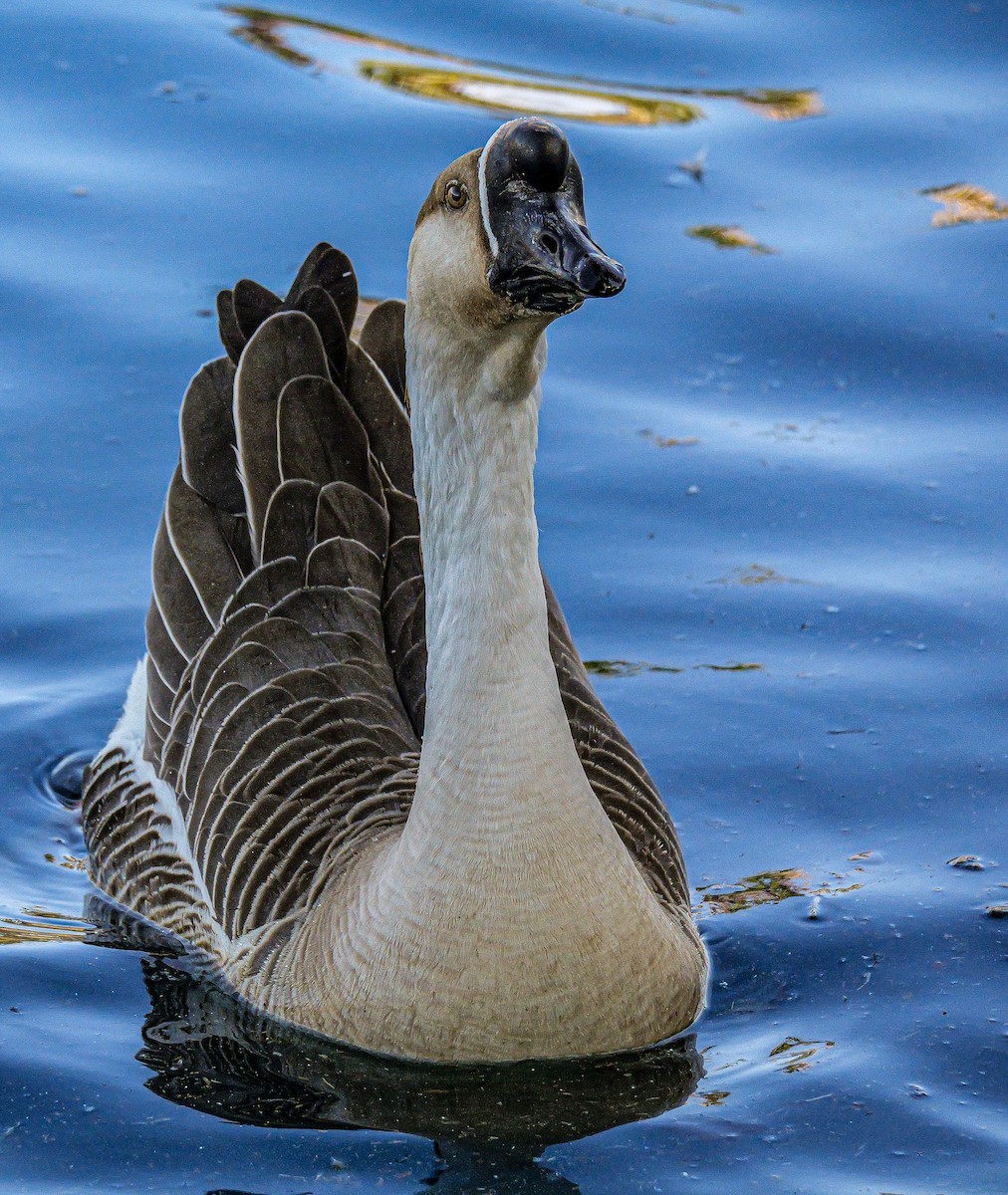 Swan Goose (Domestic type) - ML646531058