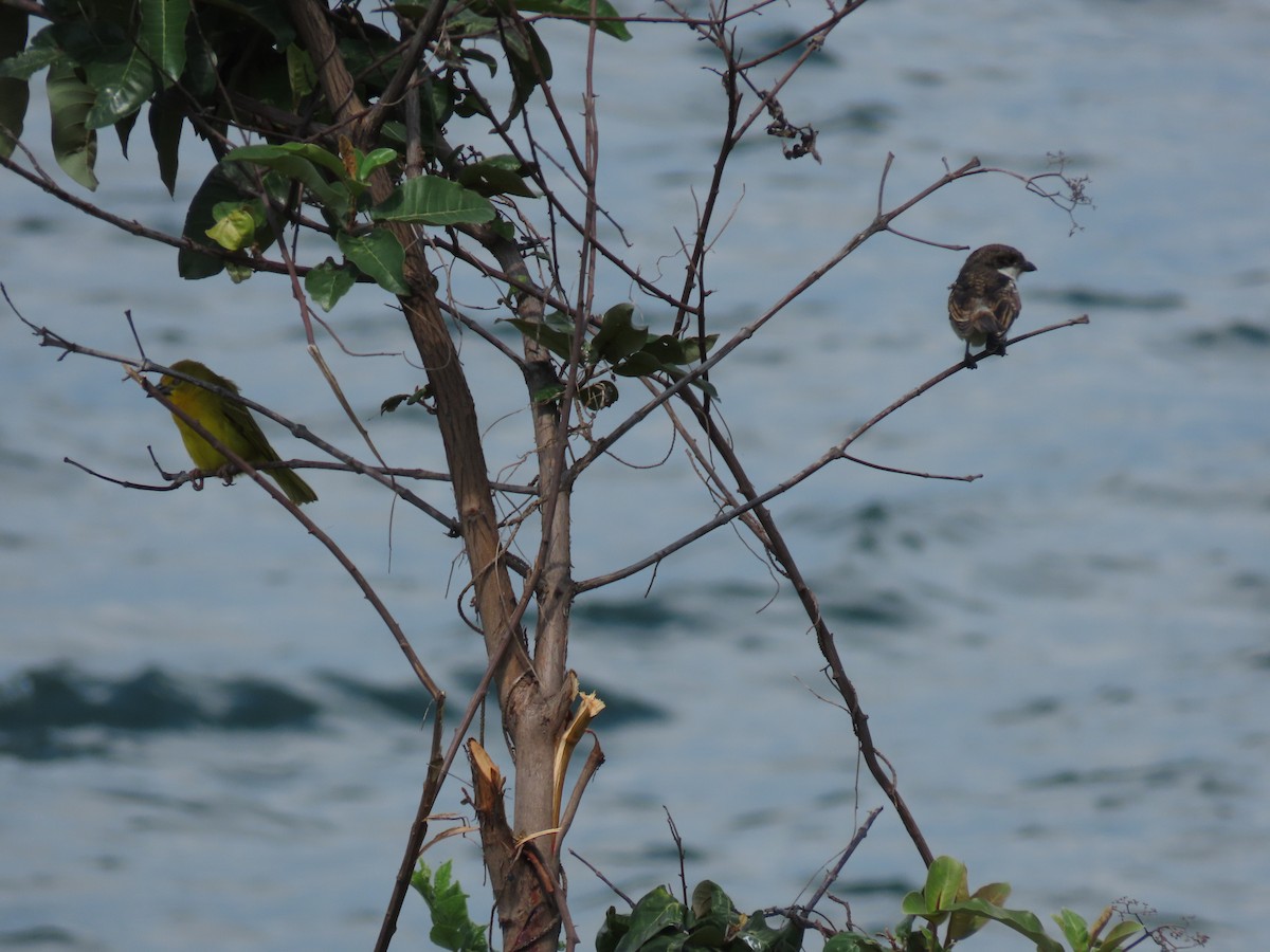 Northern Fiscal - ML646531059