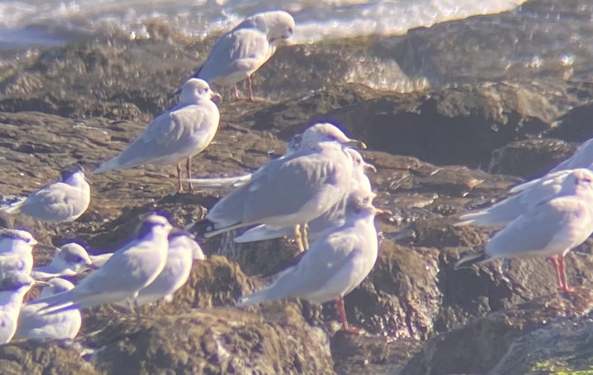 Ring-billed Gull - ML646531060