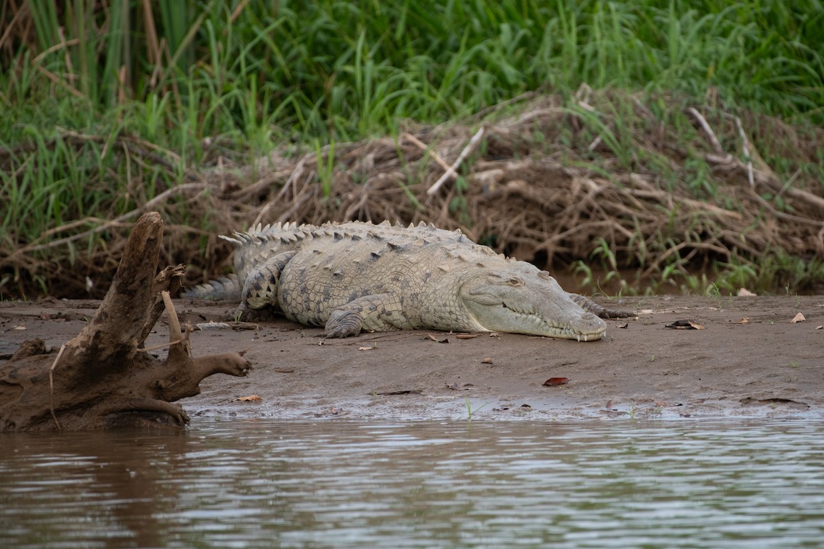American Crocodile - ML646531061
