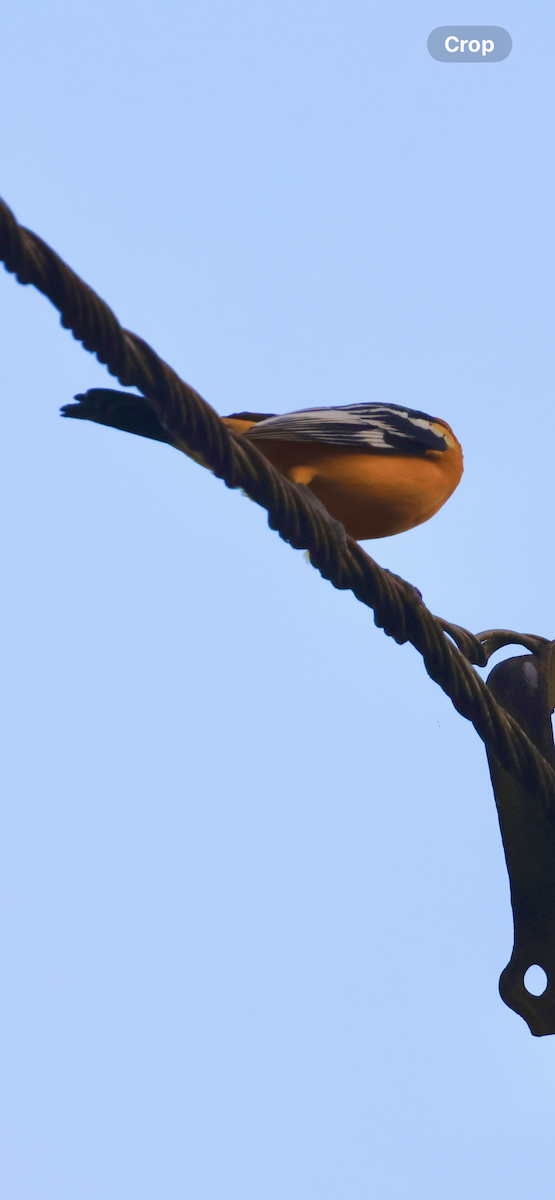 Streak-backed Oriole - ML646531062