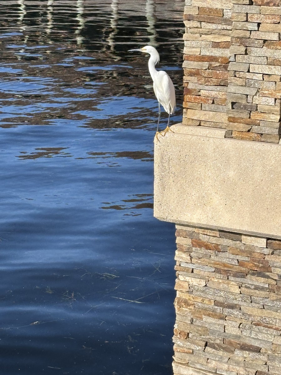 Snowy Egret - ML646531063