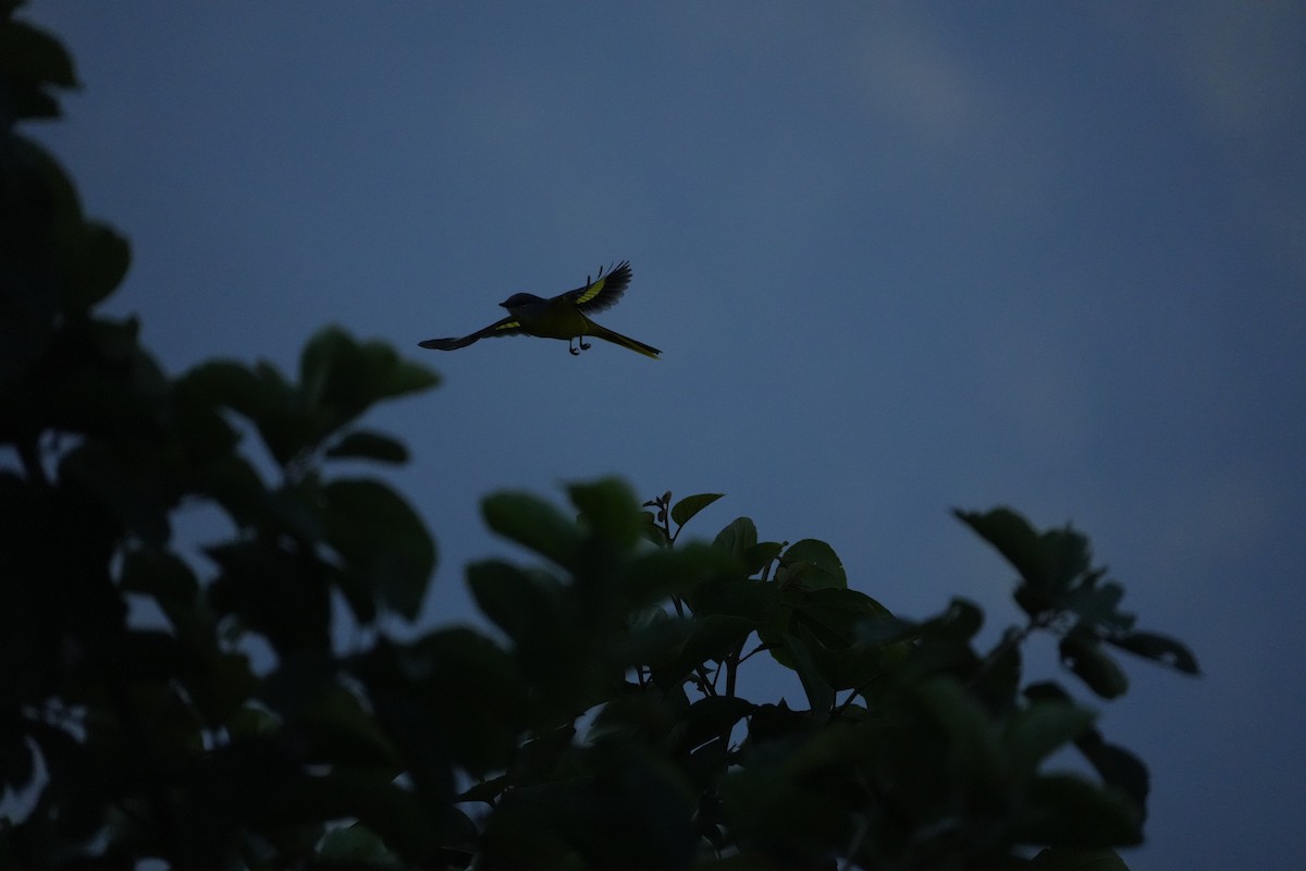 Gray-chinned Minivet - ML646531064