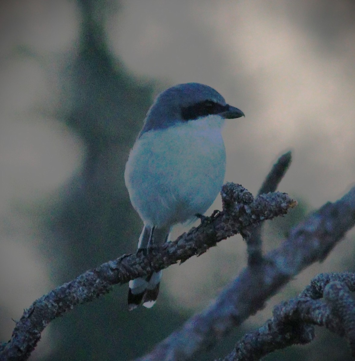 Loggerhead Shrike - ML646531065