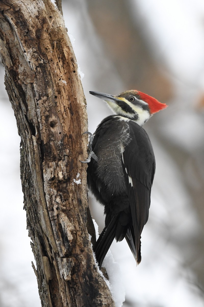 Pileated Woodpecker - ML646531066