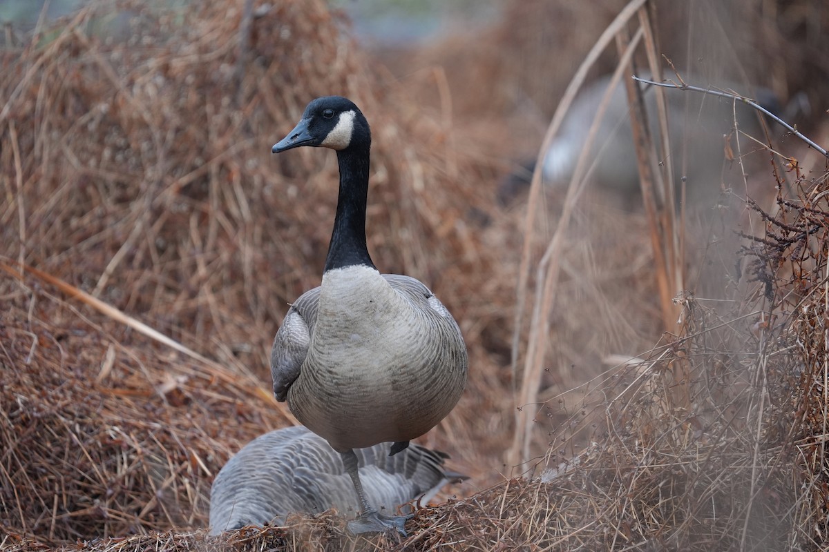 Canada Goose - ML646531067