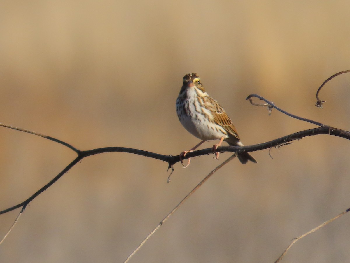 Savannah Sparrow - ML646531068