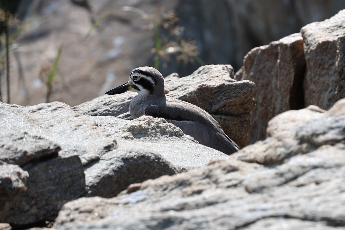 Great Thick-knee - ML646531069