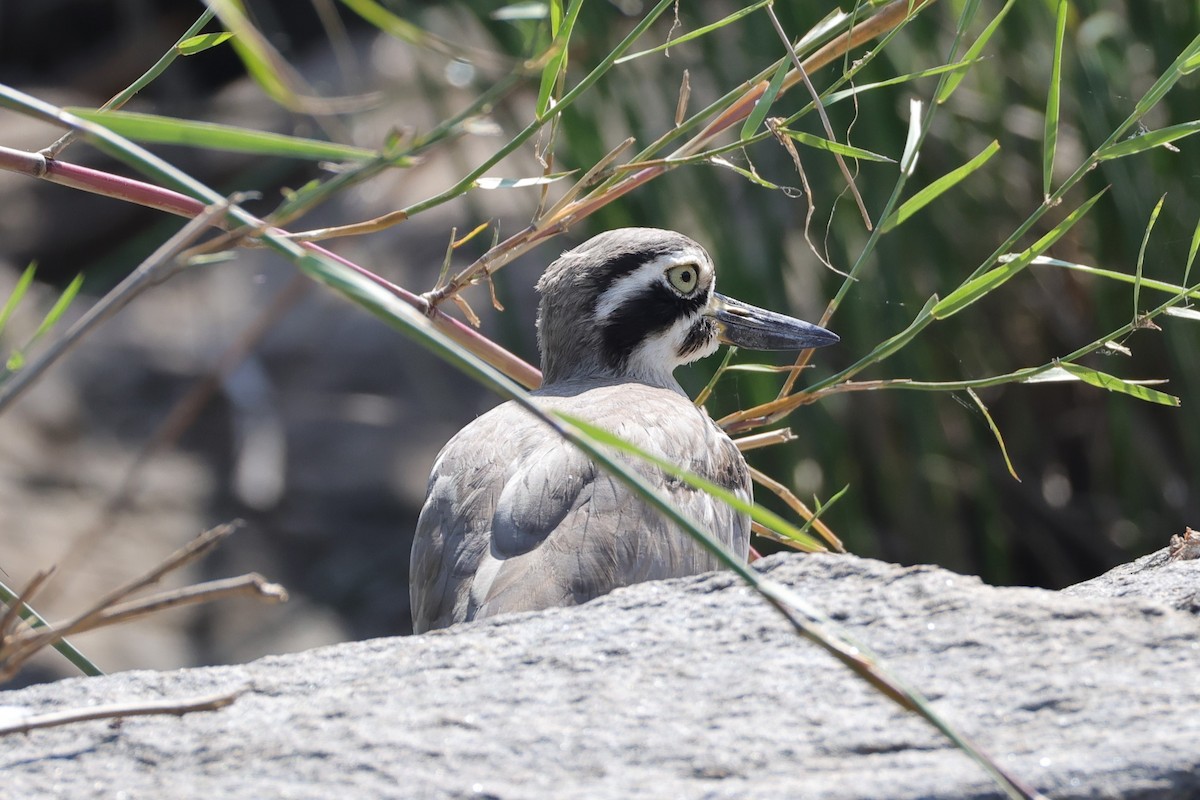 Great Thick-knee - ML646531070