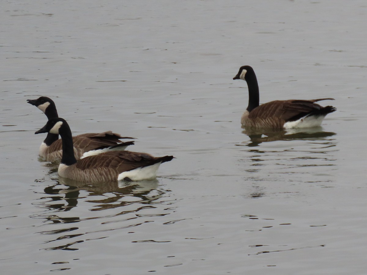 Canada Goose - ML646531071